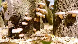 How Japan's Priciest Shiitake Mushrooms Fuel The $740 Million Global Shiitake Industry