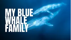 My Blue Whale Family