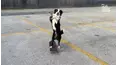 Paws VS. Claws