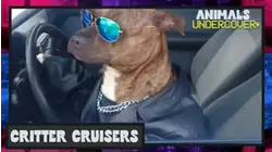 Animals Undercover | Critter Cruisers