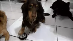 The Fast And The Furriest