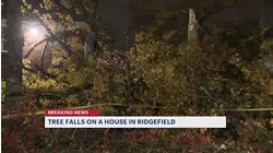 Strong winds topple a large tree in Ridgefield apartment complex