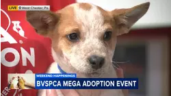 Brandywine Valley SPCA holding mega pet adoption event this weekend