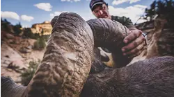 The Given Right S5:E2 "Utah Sheep Madness"