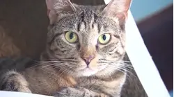 NYS bill would create regulations for pet boarding facilities, but support remains unclear