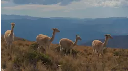 Baby Animals: Elephant, Alpaca, Bighorn Sheep, Rhino