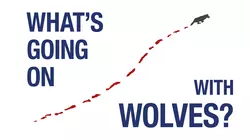 What's Going On With Wolves