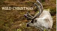 Wild Christmas