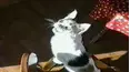 Funniest Pets & People