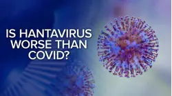 Answers to the most searched questions about hantavirus