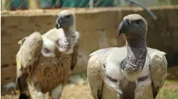 Cool Koalas and Elephant Calls