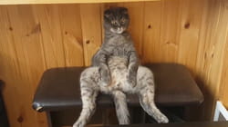 Animals Unscripted | Caturday