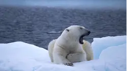 Frozen