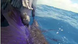 Two Conchs S1:E3 "Norwegian Sailfish"