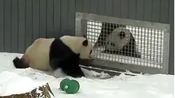 Love Is in the Air! 2 Giant Pandas at National Zoo Spotted Flirting