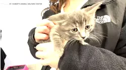 NJ shelter launches first 'Kitten College' to save newborn kittens