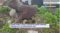 Geese family living at Central Plaza Shopping Center safely accompanied to Crestwood Lake
