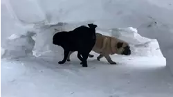 Troublemakers