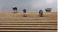 Animals Unscripted