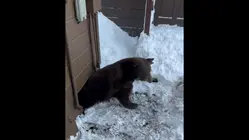 David Muir shares Lake Tahoe homeowner's and nonprofit's mission to help newborn cubs