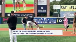 Paws of War surprises Marines veteran with service dog at Long Island Ducks game