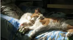Cuddle Bugs