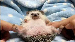 Exotic Rodents