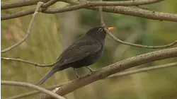 Tweet Tweet