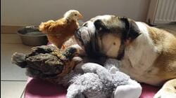 Breed All About It: Bulldogs