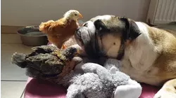 Breed All About It: Bulldogs