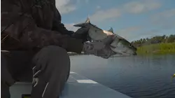 American Shad