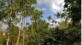 Green Paradise