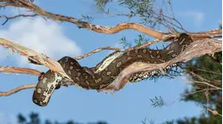 Extreme Snakes Australia