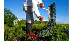 Why Maine's Blueberry Farmers Are Losing Millions