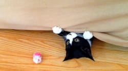 TPC That's My Pet | Kittens