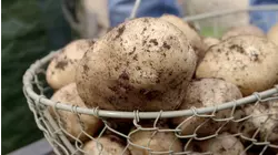 The Potato