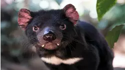 Nature Scenes Baby Animals: Baby Animals: Cheetah, Tasmanian Devil, Silver Fox
