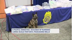 K-9 exposed during major fentanyl raid in the Bronx and Washington Heights