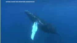 Oceanic heat wave could endanger marine life: Bay Area scientists