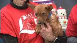 Brandywine Valley SPCA holding Mega Adoption event