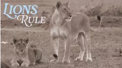 Lions Rule