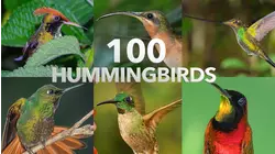 100 Hummingbirds