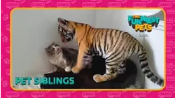 Countdown: The Funniest Pets | Pet Siblings