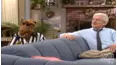 ALF