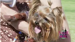 The Fab Furry Life