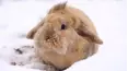 Baby Animals and Friends