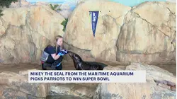 Maritime Aquarium seal picks Patriots to win Super Bowl