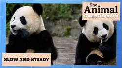The Animal Breakdown | Slow And Steady