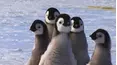 Wildest Places: Antarctic