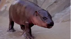 Exclusive: Arizona Zoo's New Pygmy Hippo Name Revealed
